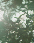 Daily After The Rain Collection